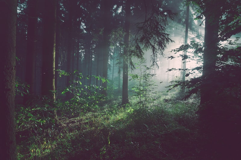 Hutan Pinus